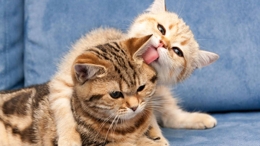 A kitten licking another kitten's ear.