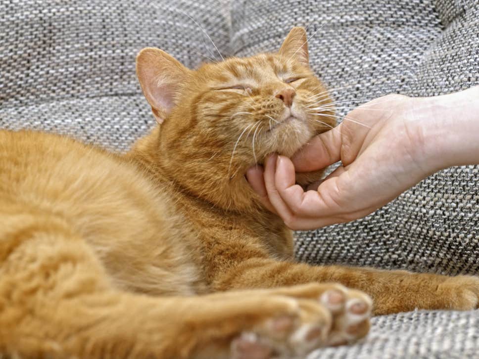 A cat being pet under its chin.